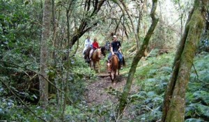 Horse Riding at Southern Comfort Horse Ranch