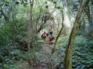 forest horse rides knysna forest horse rides knysna