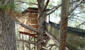 treehouse at southern comfort Ranch treehouse at southern comfort Ranch